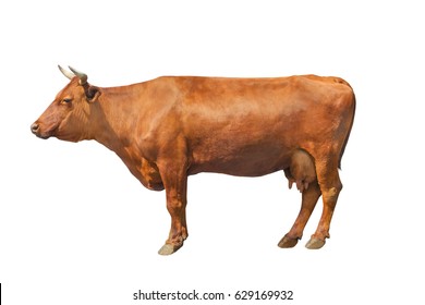 cow isolated on a white background