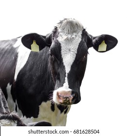 cow isolated on a white background