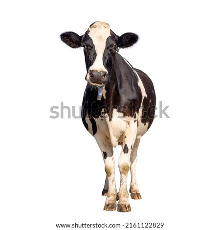 Cow isolated on white background, standing upright black and white, full length and front view and copy space