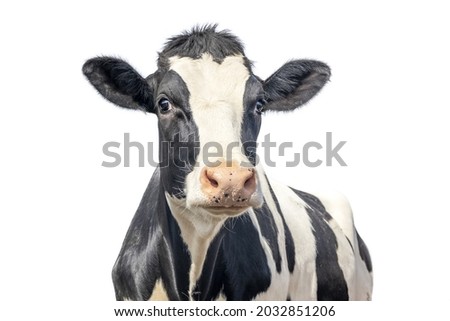 cow isolated on white, black and white gentle surprised look, pink nose, in front of  a blue sky.