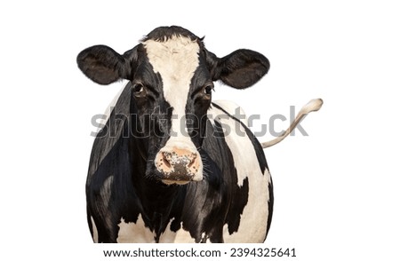 Cow isolated on white, black and white looking, pink nose, swinging tail in front of  a blue sky