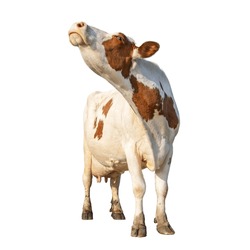 Cow Isolated On White, Cut Out, Standing Head Up, Full Length Milk Cattle, Sniffing Head Up Lifted And Copy Space
