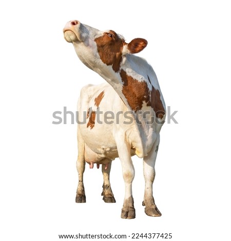 Cow isolated on white, cut out, standing head up, full length milk cattle, sniffing head up lifted and copy space