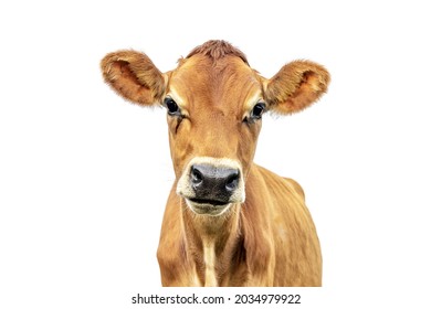 cow isolated on white Jersey, headshot, black nose brown coat, looking innocent