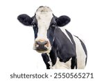 Cow isolated on white, mature cow portrait, friendly eye contact, authentic black and white with pink nose 