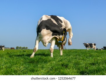 Cow Itching Flexible Licking Her Udder Stock Photo 1252064677 ...