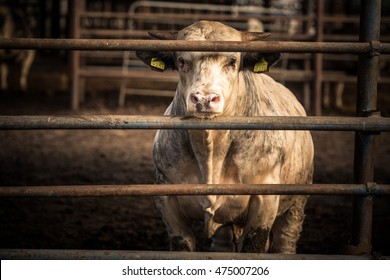 Cow Jail