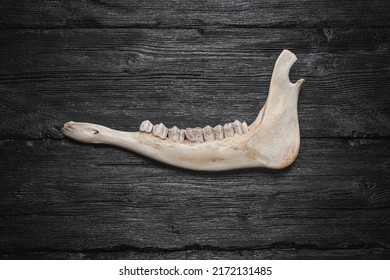 Cow Jaw Bone Teeth On Flat Stock Photo 2172131485 | Shutterstock