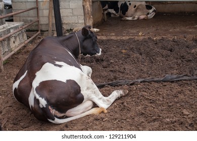 Cow Laying Down In Cowshed