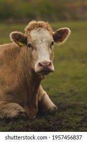 A Cow Laying Down In A Field.