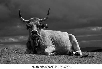 A Cow Laying Down In A Field