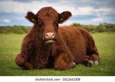 Cow Laying Down On Dartmoor 