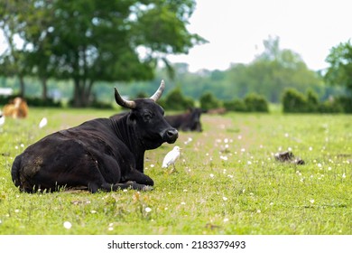 Cow Laying Down On A Field