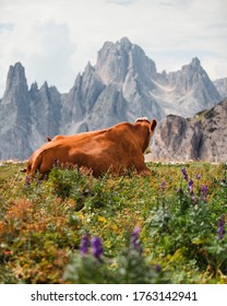 Cow Laying In A Field Of Wildflowers In The Scenic Mountaintop Of The Dolomites In The Alps Of Northern Italy