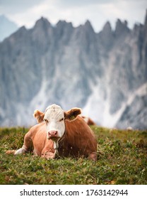 Cow Laying In A Field Of Wildflowers In The Scenic Mountaintop Of The Dolomites In The Alps Of Northern Italy