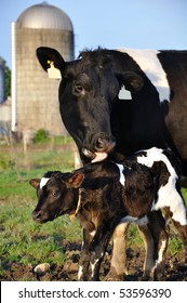 Cow licking its newborn calf