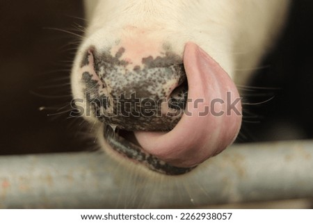 Cow licking tounge over nose