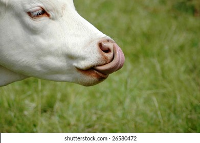Asian nose lick you Authoritative answer asian nose lick are also