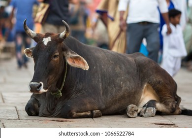 Cow lies in the middle of the busy streets of the Indian city.