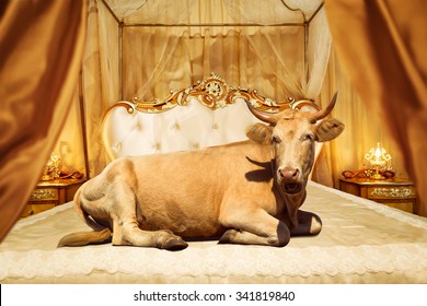 Cow lies on classical bed in a contemporary setting