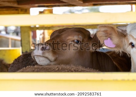 A cow loaded onto a truck for transport looking out through the bars