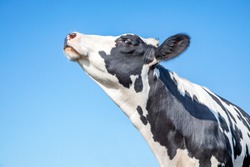 Cow Looking Arrogant Or With Her Chin Raised High, Black And White, Head In The Air And Blue Background