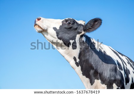 Cow looking arrogant or with her chin raised high, black and white, head in the air and blue background