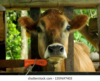 A cow looking to the camera.