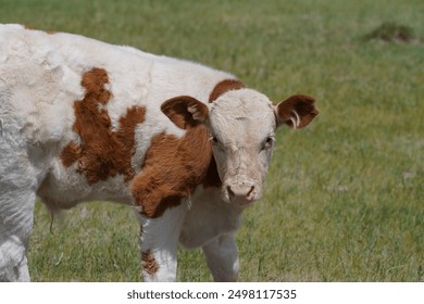 Cow looking at the camera