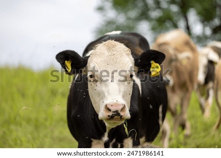 Cow looking forward into the camera lens in pasture