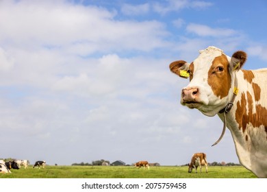 Cow looking at right side, head around the corner, a blue sky, pink nose and friendly and calm expression - Powered by Shutterstock