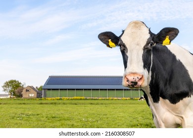 Cow looking at right side, head around the corner, a blue sky, farm and barn background, looking at camera, black and white