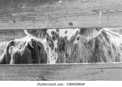 A Cow Looking Through A Stock Fence At A Junior Rodeo.