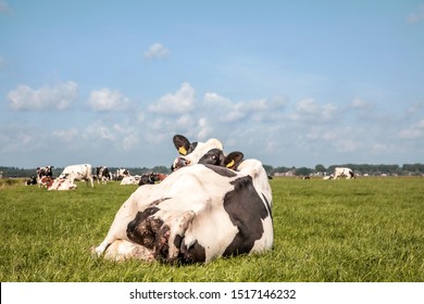 Cow looks back over her shoulder lying in the grass, in a pasture under a blue sky and a faraway straight horizon.