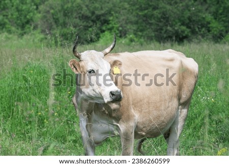 A cow looks thoughtfully to the side while walking on a green pasture in sunny summer weather