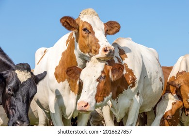 Cow Love Playfully Cuddling Another In A Pasture Under A Blue Sky