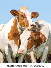 Cow Love Playfully Cuddling Another In A Pasture Under A Blue Sky