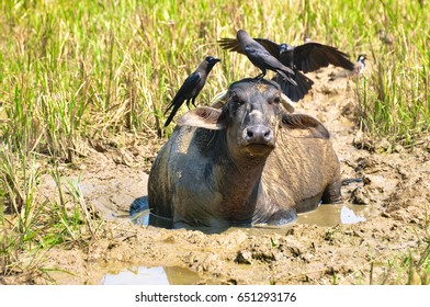 Cow lying in a muddy puddle with a crow on his head in Anjuna.Goa