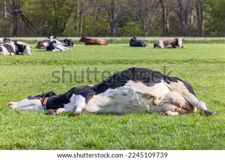Cow lying stretched out, happy relaxing or sleeping showing belly and udder, lying for dead in the middle of a green meadow 