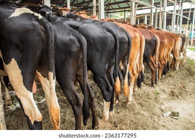 Cow market 4k photo from Ruhitpur, Bangladesh on September 5, 2022 - Shutterstock ID 2363177295