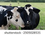 Cow at meadow. Beef cattle in green field. Cow in grassy pasture. Cow in the countryside. Cows graze on summer meadow. Rural landscapes with cows. Cows in a pasture.