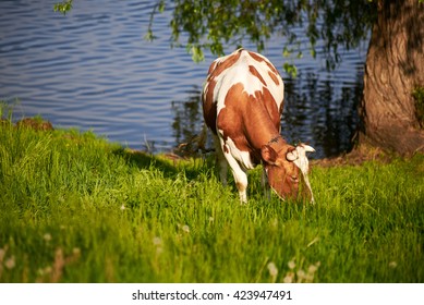 Cow in the meadow.Nature - Shutterstock ID 423947491