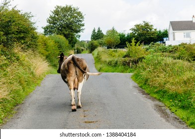 Cow In The Middle Of An Irish Country Road