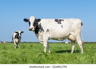 Cow milk cattle black and white, standing Holstein livestock, udder large and full and mammary veins, a green field and a blue sky