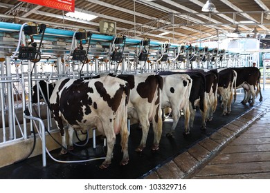 Cow milking facility
