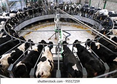 Cow milking facility 
