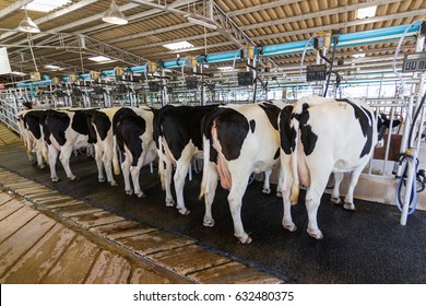 Cow milking facility, Milking cow with milking machine modern 