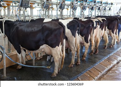 Cow milking facility and mechanized milking equipment in the milking hall