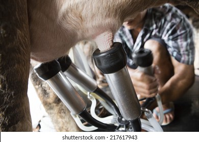 Cow milking facility and mechanized milking equipment