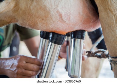 Cow milking facility and mechanized milking equipment